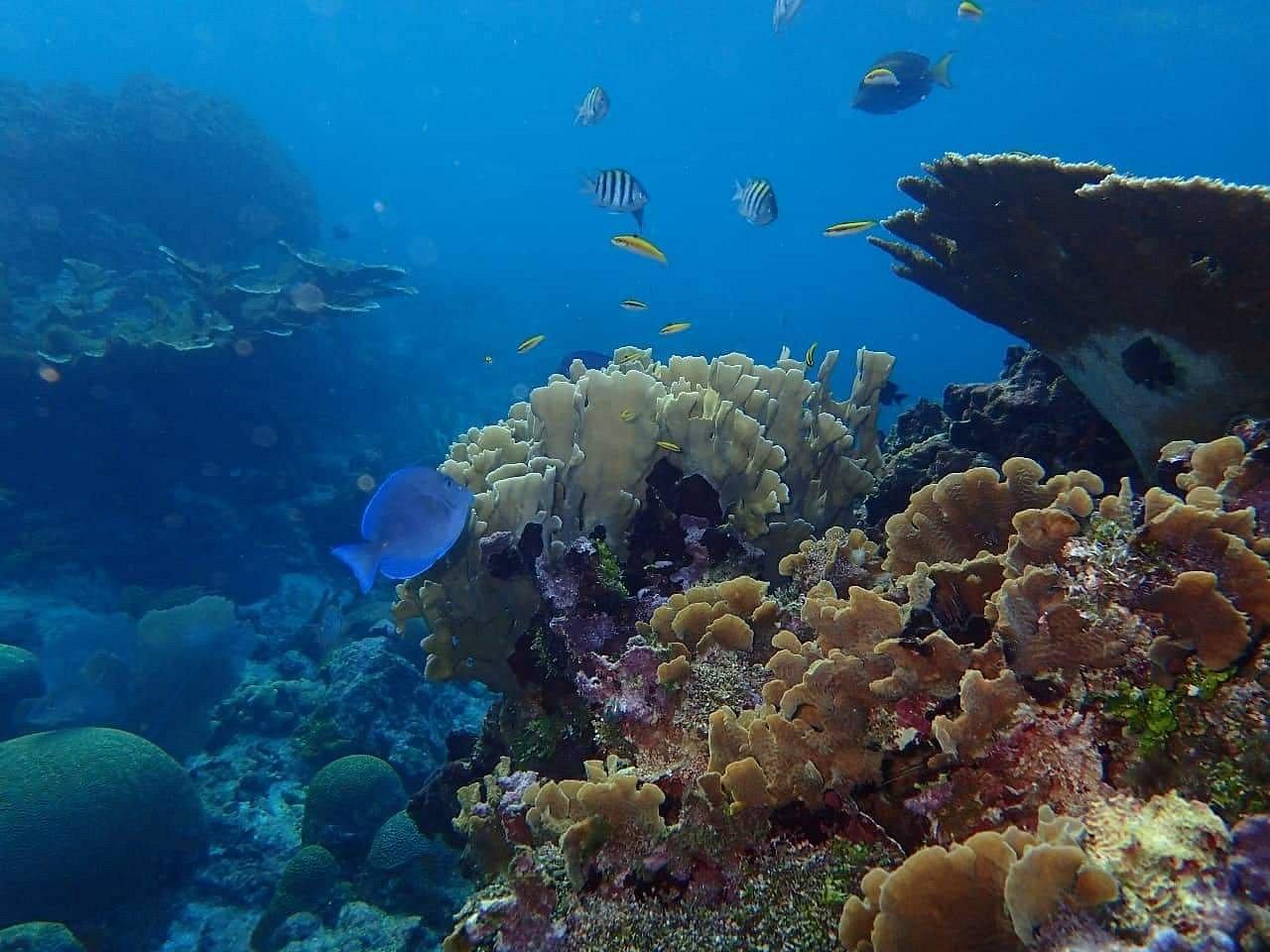 Roatan: Snorkeling and Beach Break Tour – Honduras