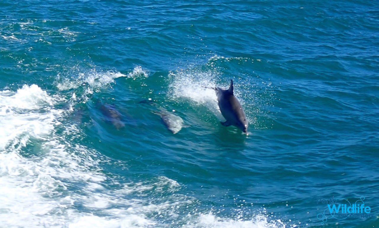 Rockingham: Shoalwater Islands, Dolphins, and Sea Lions Tour – Penguin Island, Australia