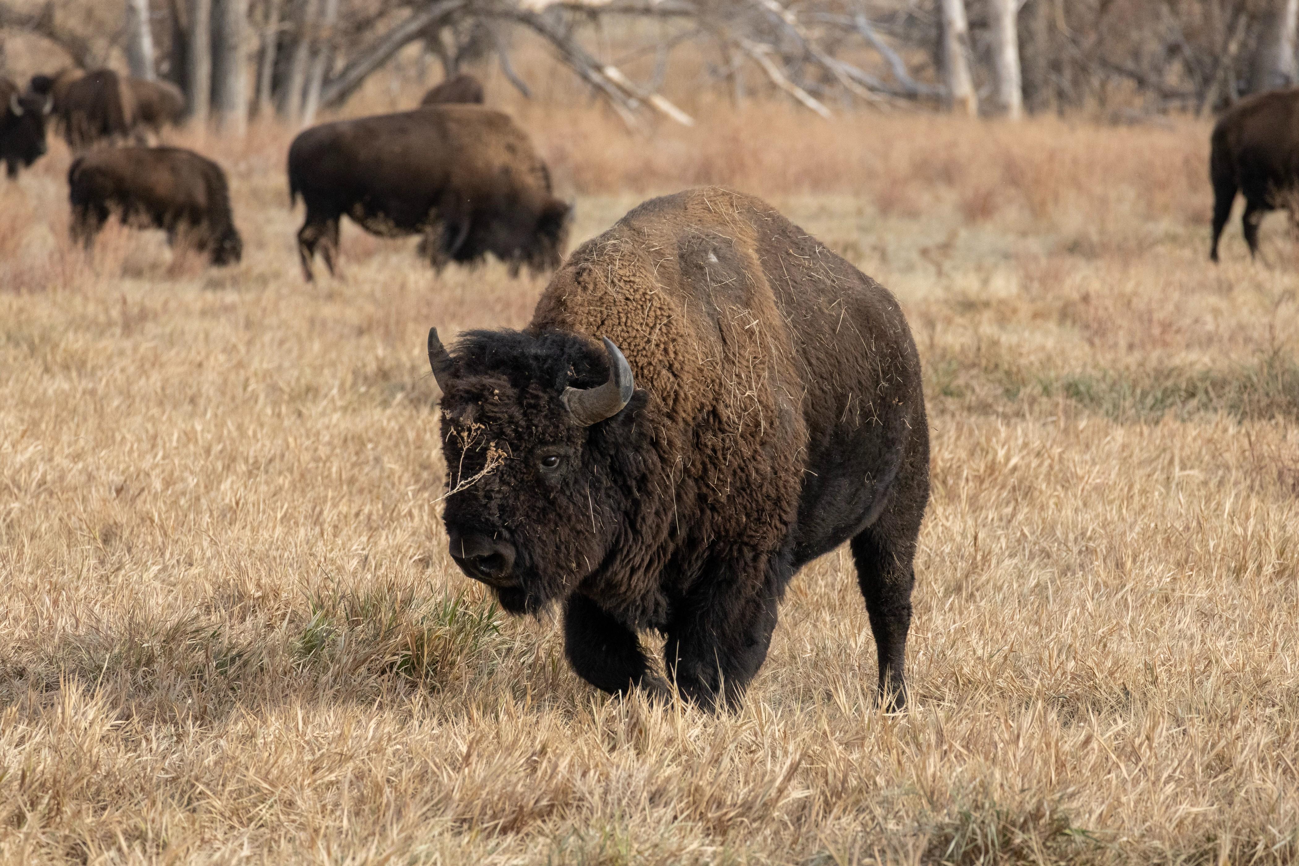 Rocky Mountain Arsenal Safari – Denver, Colorado