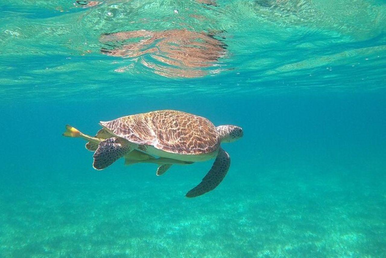 Rose Island Adventure: Turtle, Swim and Snorkel – Nassau, Bahamas