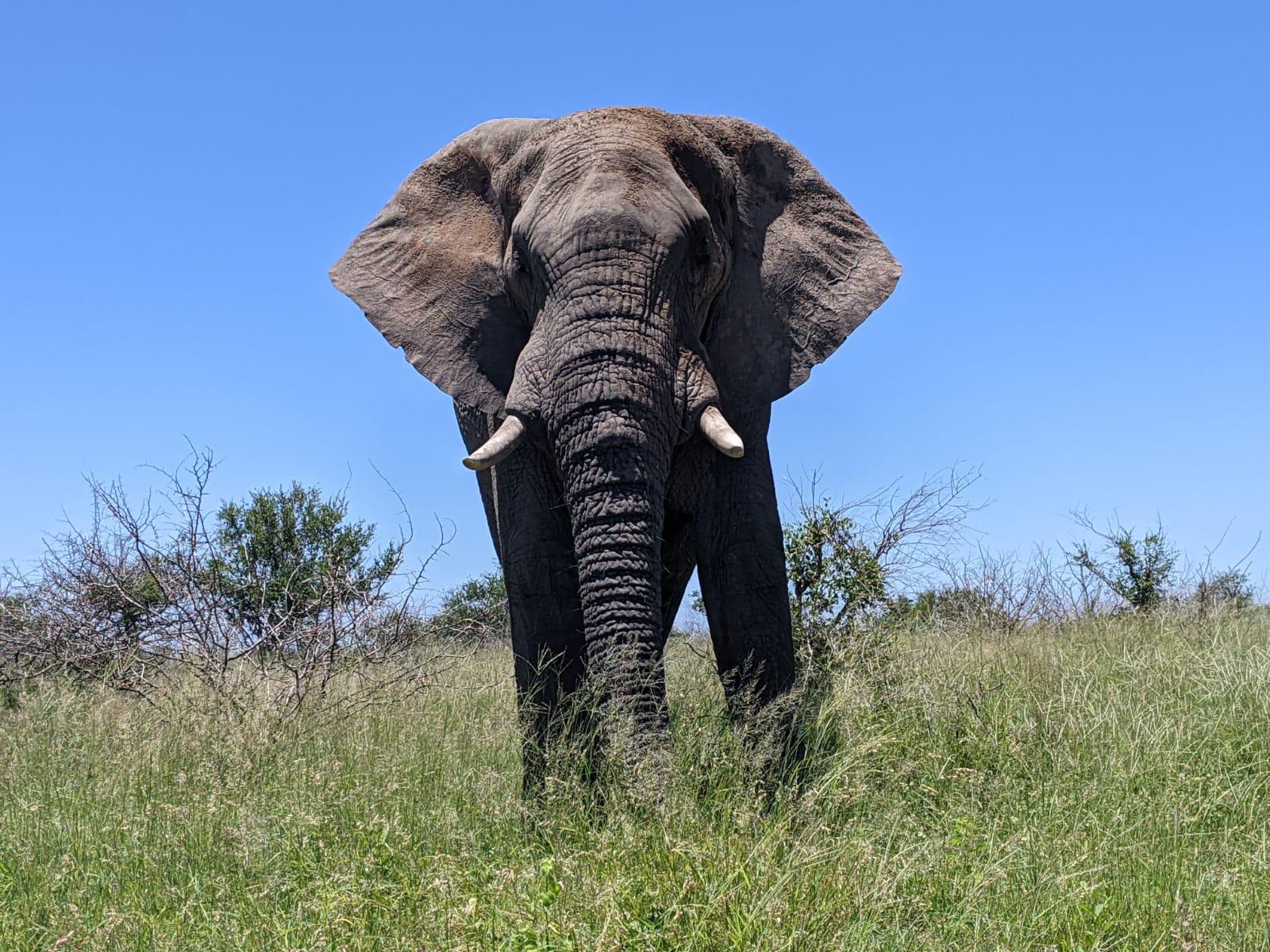 Safari Kruger National from Maputo (Economic) – Kruger National Park, South Africa