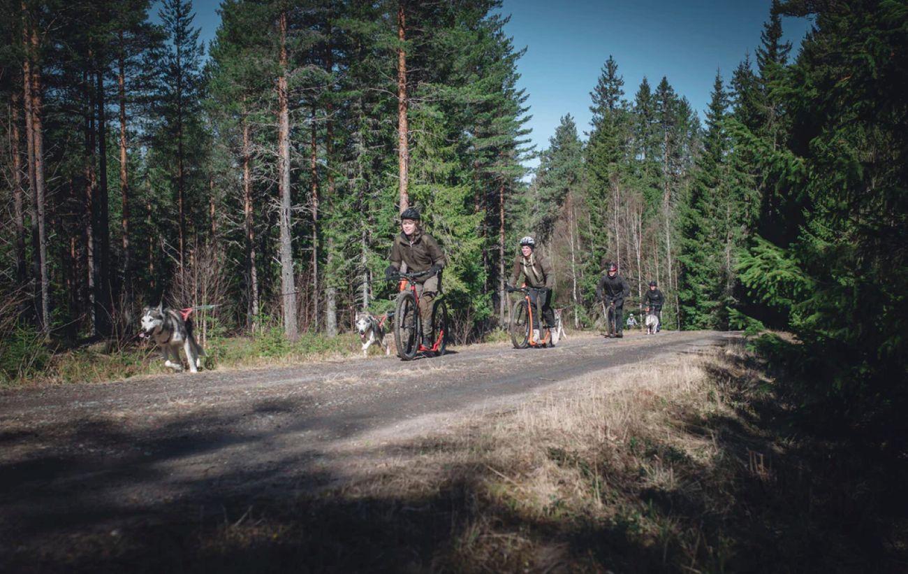 Sågmyra: Guided Dog Scooter Adventure – Sagmyra, Sweden