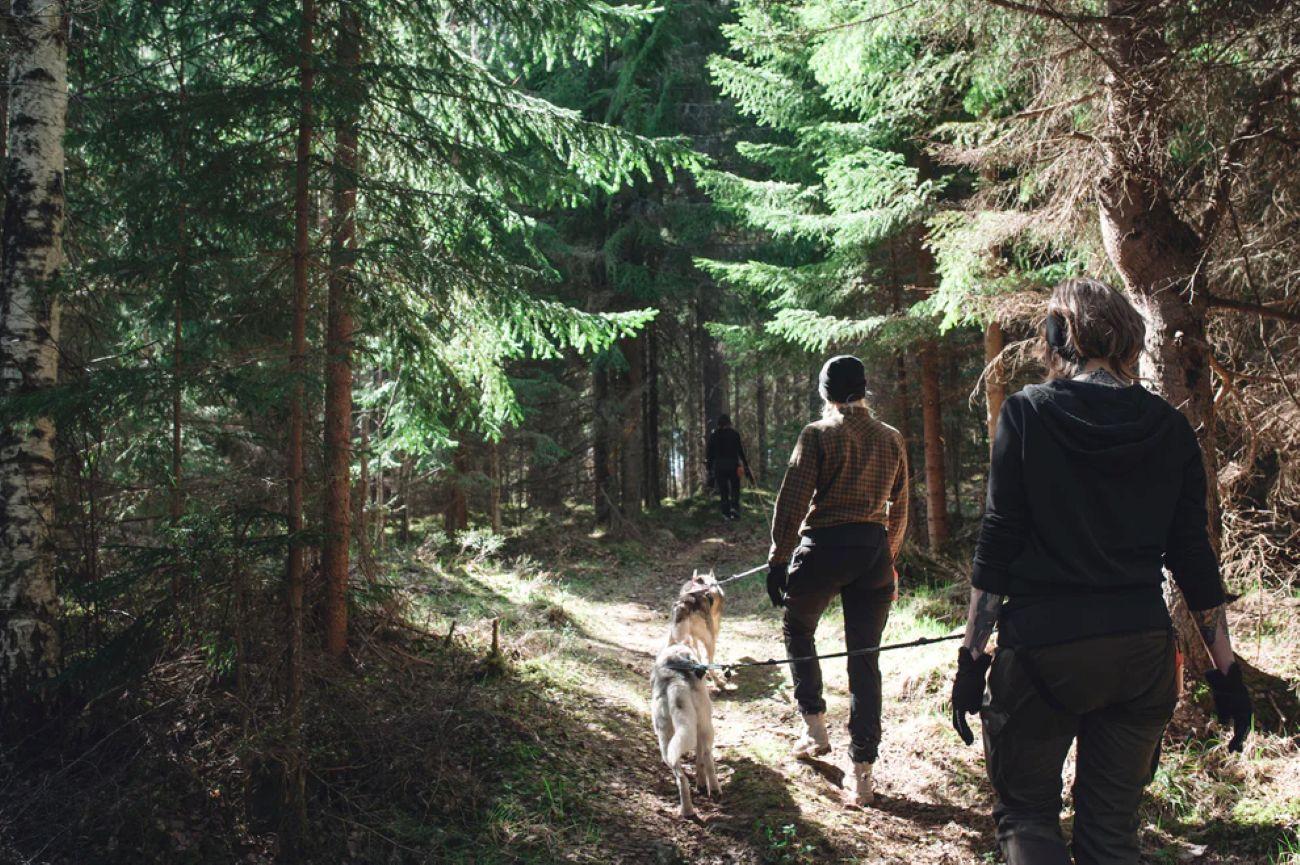 Sågmyra: Guided Husky Hiking Adventure – Sagmyra, Sweden