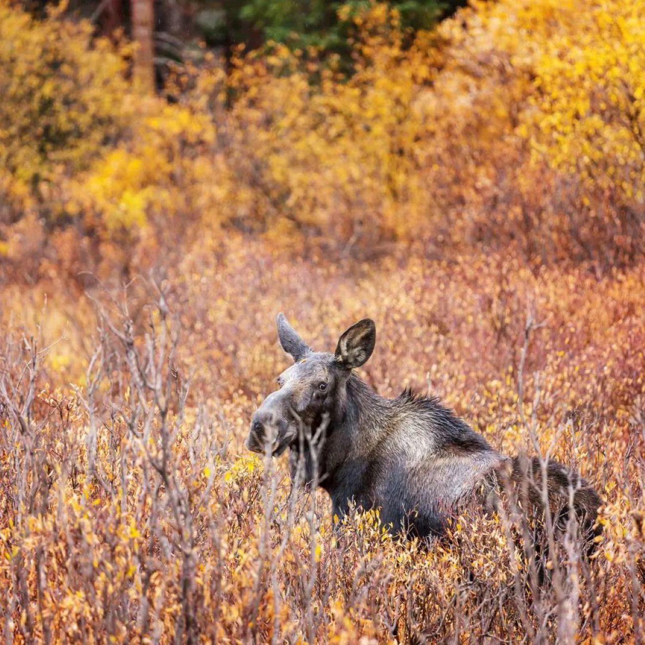 Sälen: Evening Moose Safari in the Forests – Sälen, Sweden