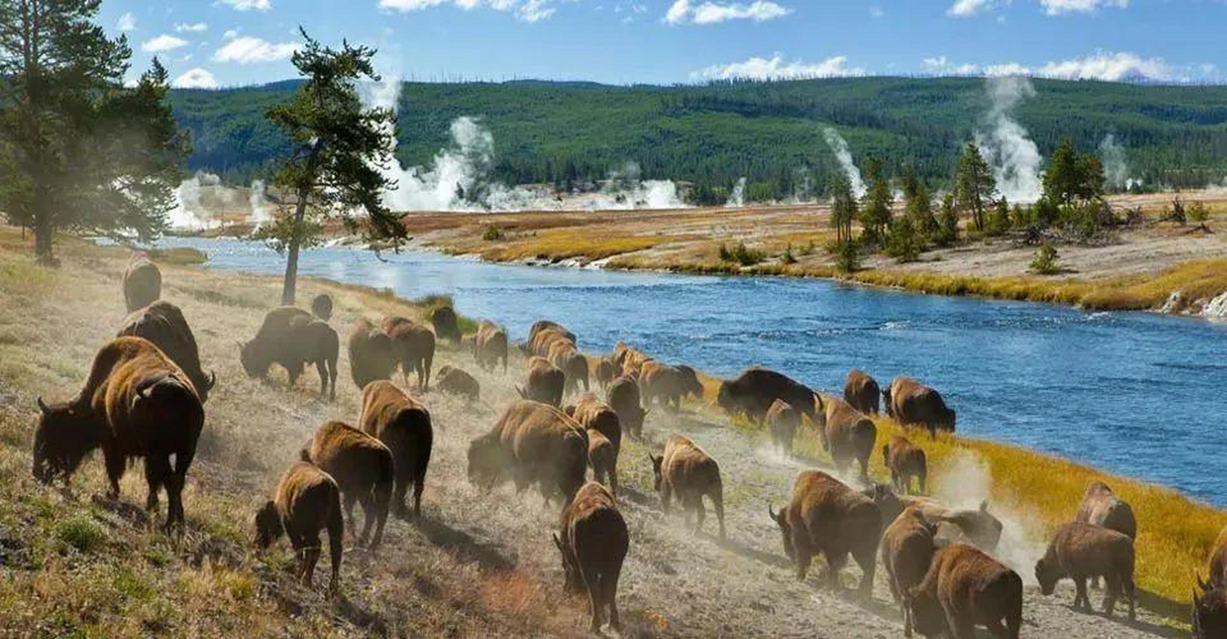 Salt Lake City: Yellowstone 3-Day Guided Trip with Hotels – Lower Yellowstone Falls, Wyoming