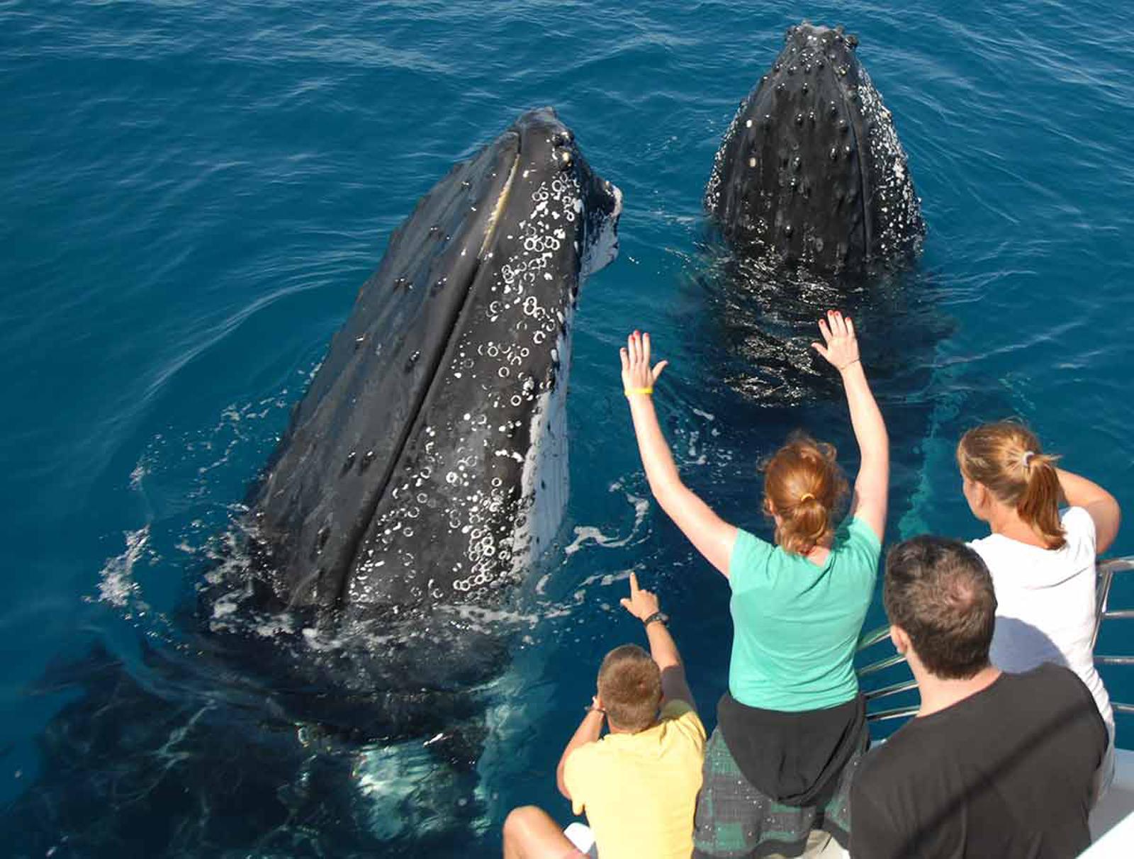 Samana: Half Day Whale Watching Humpback Whale Watching – Samaná Bay, Dominican Republic