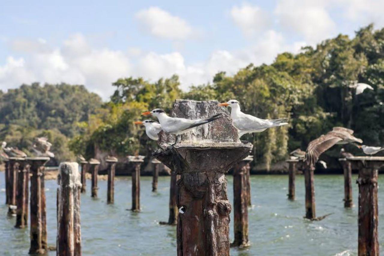 Samaná: Los Haitises National Park Guided Boat Tour & Lunch – Sabana de la Mar, Dominican Republic