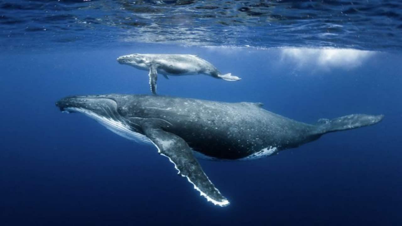 Samaná: Samaná Bay Whale Watching Tour with Drinks – Samaná Bay, Dominican Republic