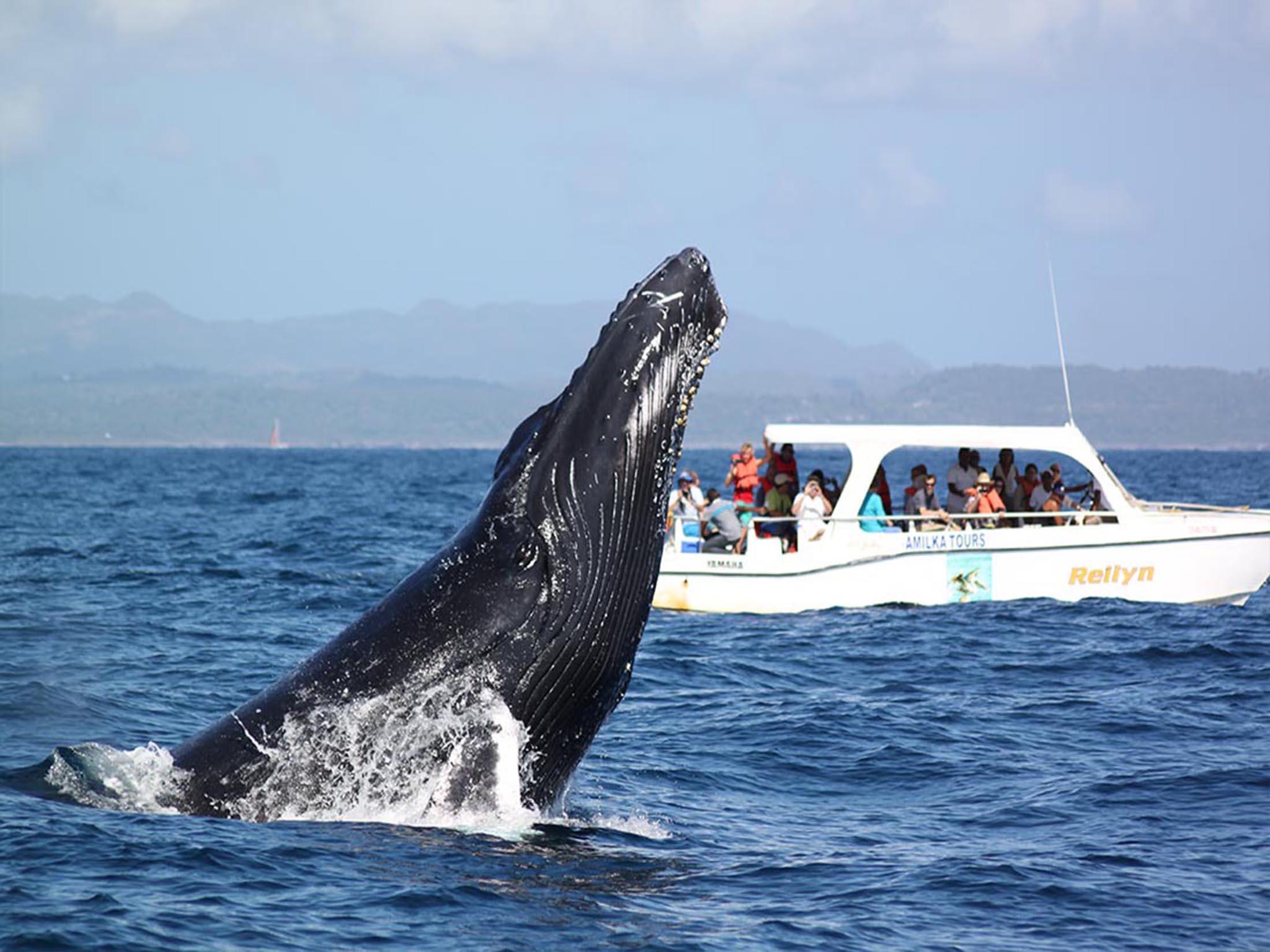 Samaná: Whale Watching and Cayo Levantado Island Tour – Samaná Bay, Dominican Republic