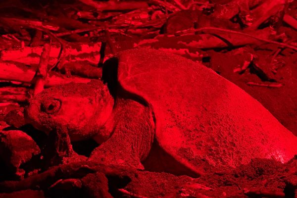 Samara: Turtle Nesting Watching Tour Corozalito – Guanacaste, Costa Rica