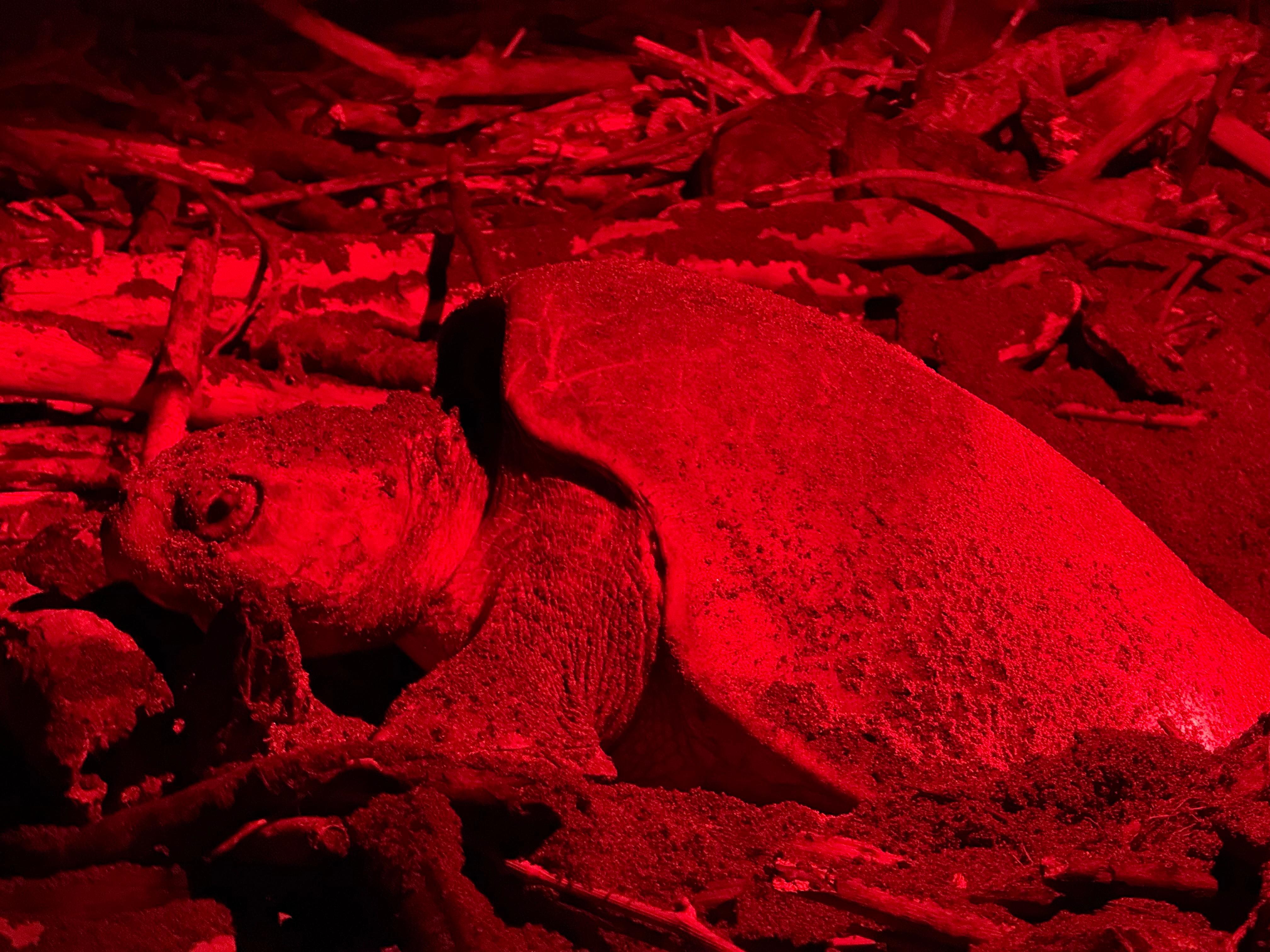 Samara: Turtle Nesting Watching Tour Corozalito – Guanacaste, Costa Rica