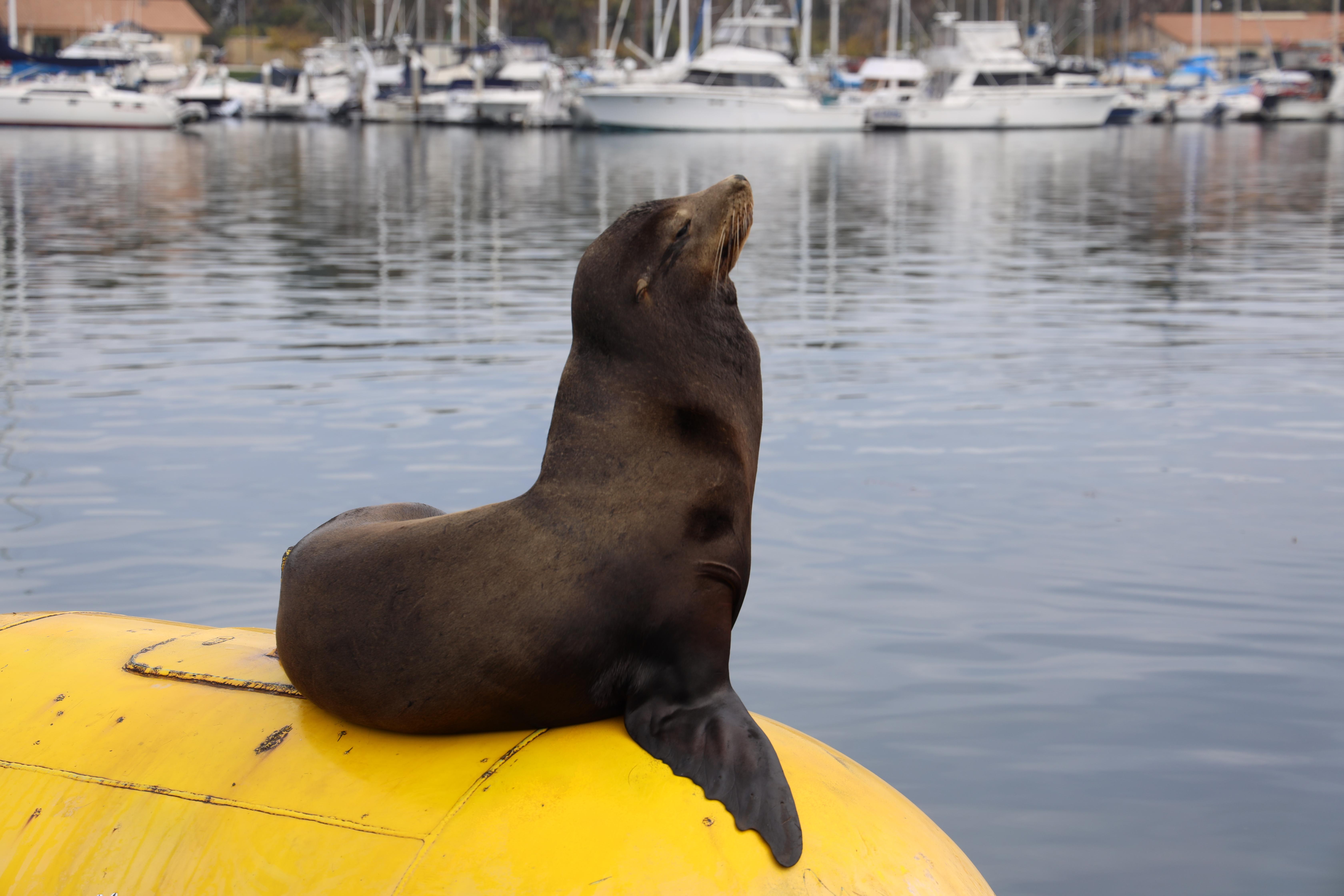 San Diego: 3 Hour Whale Watching Cruise – San Diego, California