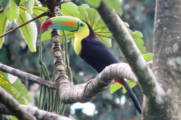 San José: Arenal Volcano, Waterfalls, Coffee and Hot Springs – San José, Costa Rica