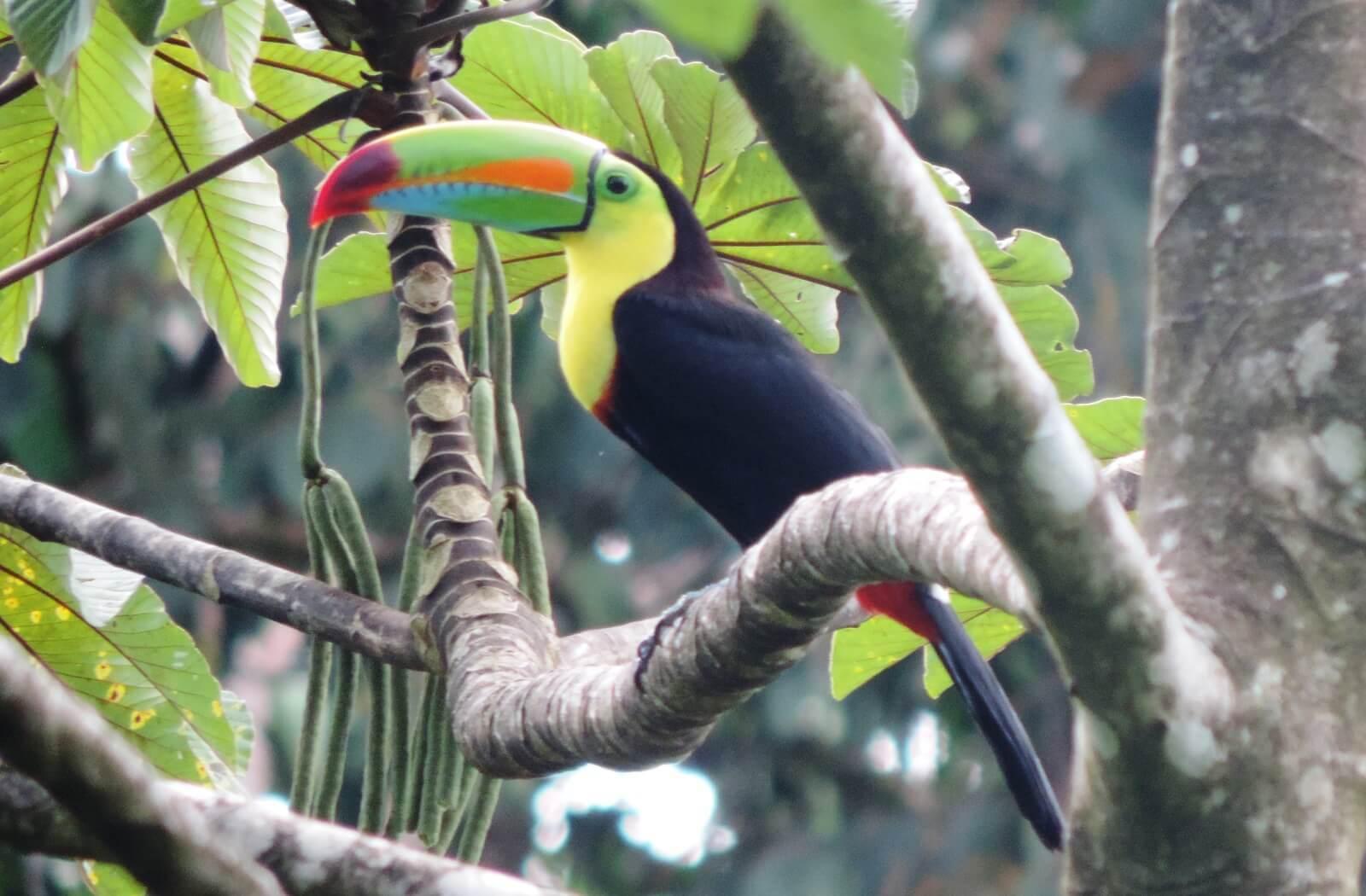 San José: Arenal Volcano, Waterfalls, Coffee and Hot Springs – San José, Costa Rica