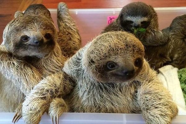 San Jose: Sloth and Wildlife Rescue Center Tour – Toucan Rescue Ranch, Costa Rica