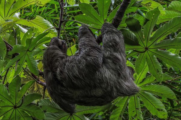 San Jose: Walking Nature Tour with Sloths, Birds, and Trees – University Of Costa Rica, Costa Rica