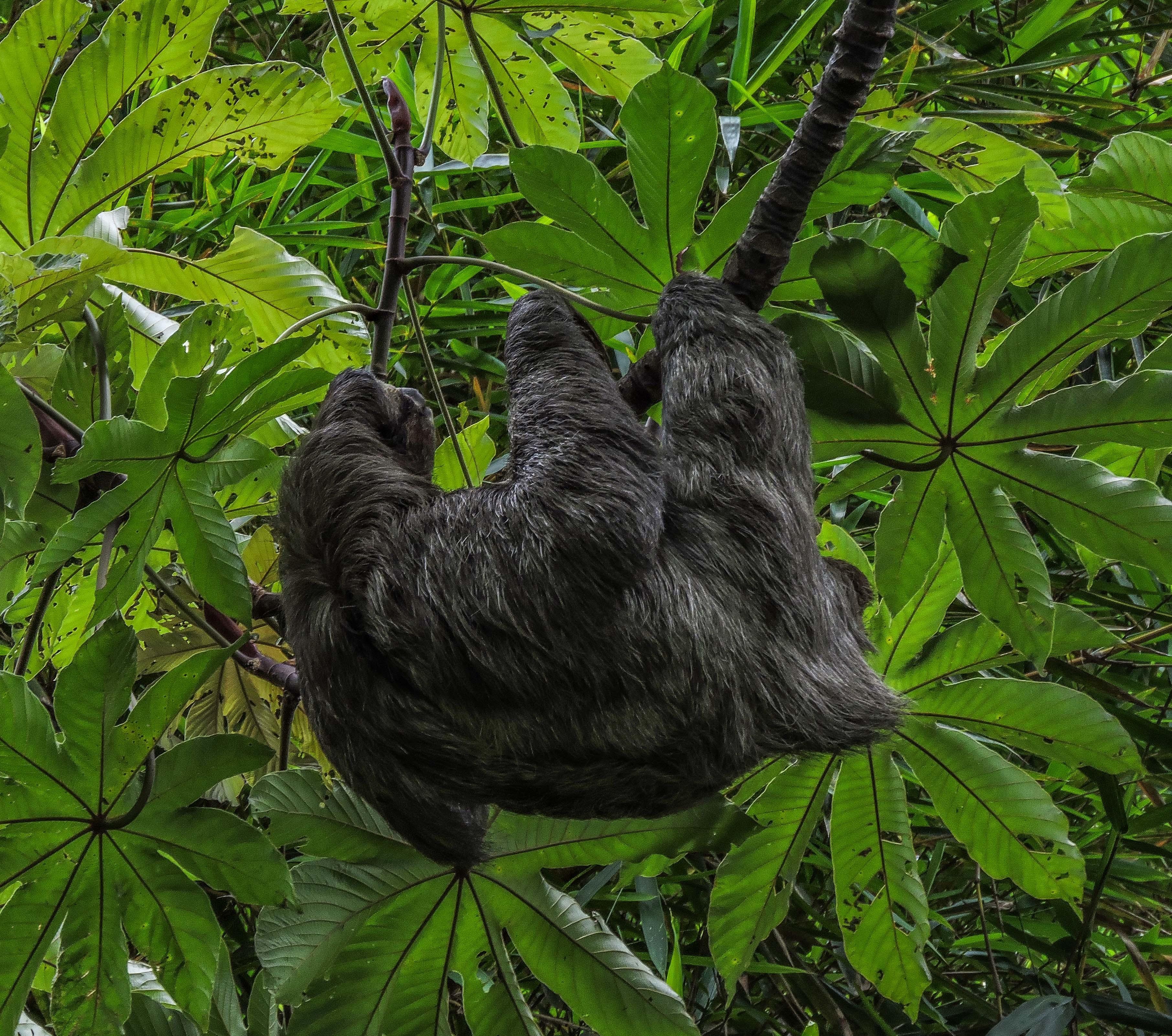 San Jose: Walking Nature Tour with Sloths, Birds, and Trees – University Of Costa Rica, Costa Rica