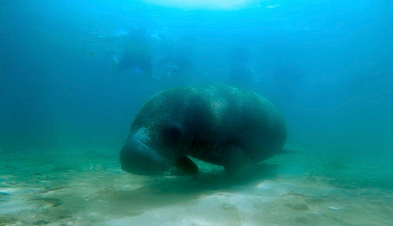 San Juan: Snorkel Manatees, Sea Turtles, Free Video & Rum – San Juan, Puerto Rico