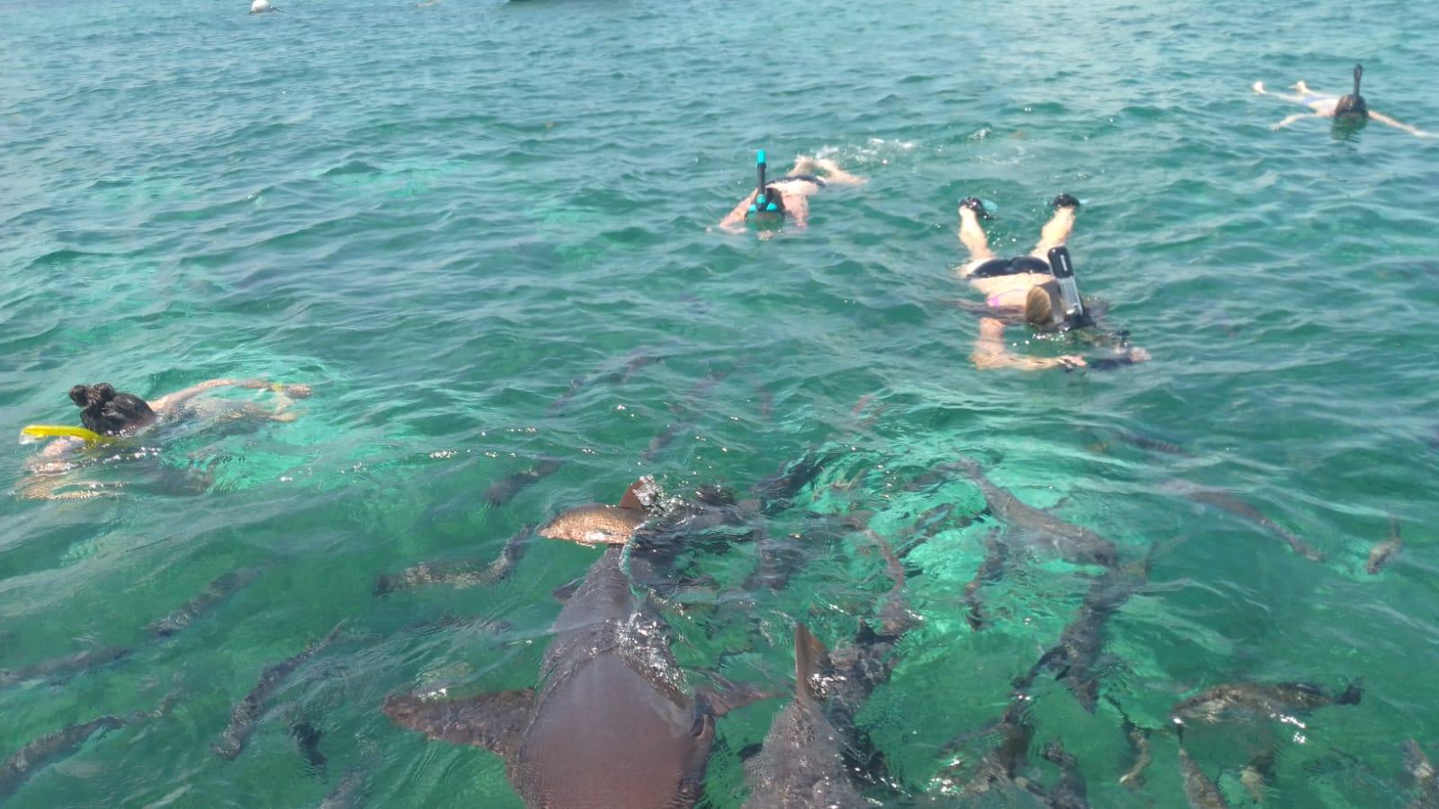 San Pedro: Hol Chan and Shark Ray Alley Snorkeling Tour – San Pedro, Belize