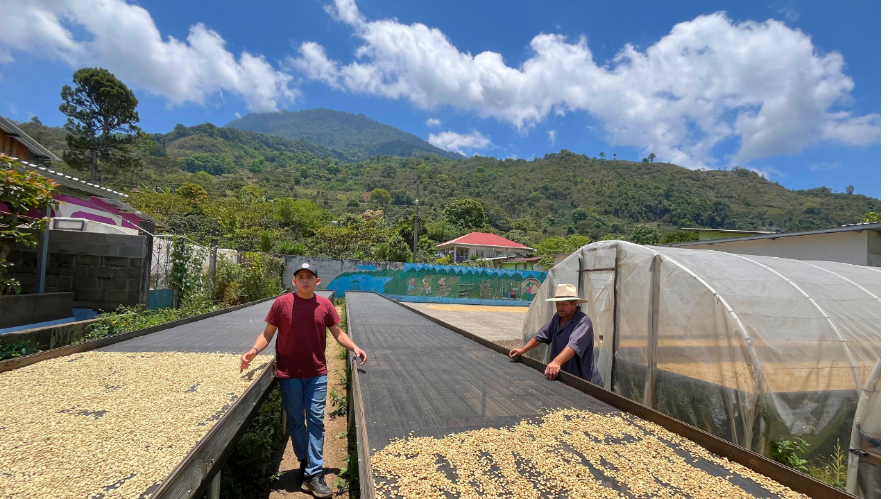 San Pedro Sula: Coffee Tour with Waterfall & Lake Yojoa – Honduras