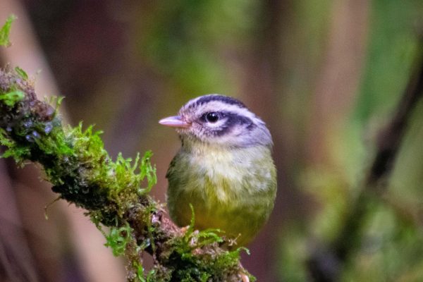 Santa Elena: Cloud Forest Reserve Guided Tour – Monteverde, Costa Rica