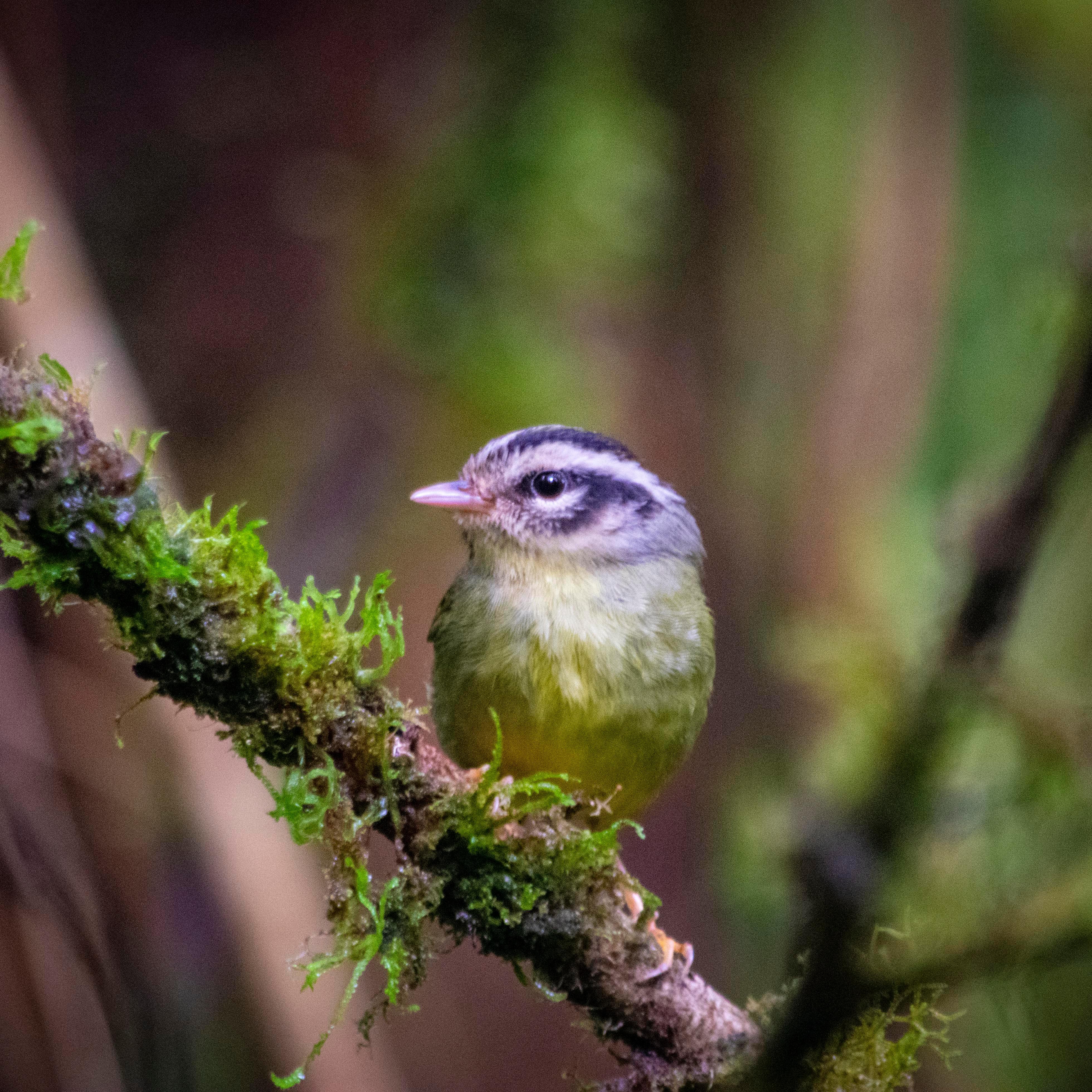 Santa Elena: Cloud Forest Reserve Guided Tour – Monteverde, Costa Rica