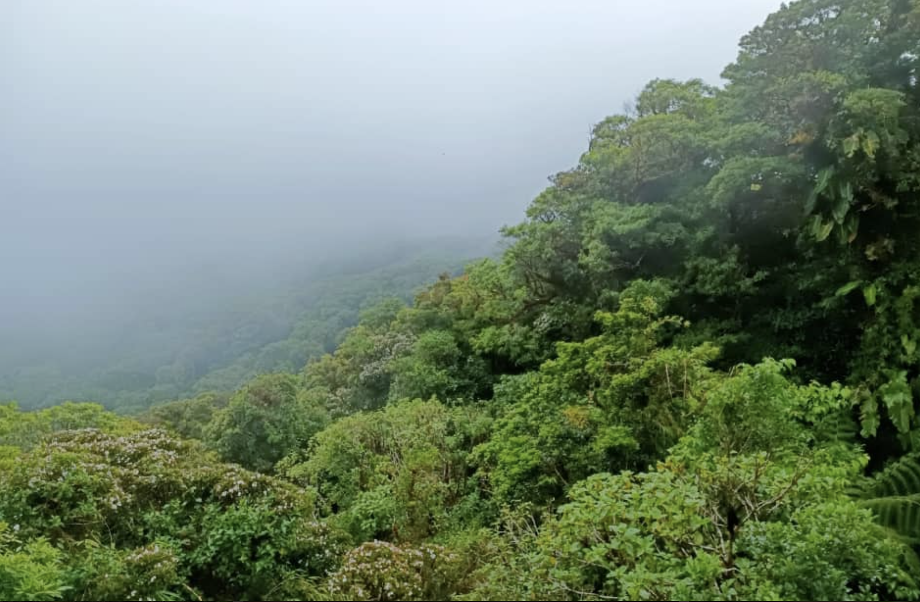 Santa Elena: Private Guided Walk in the Cloud Forest Reserve – Rincón de la Vieja Volcano, Costa Rica