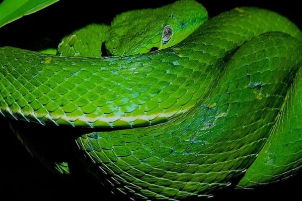 Santa Elena: Wildlife Refuge Monteverde Night Walking Tour – Puntarenas, Costa Rica