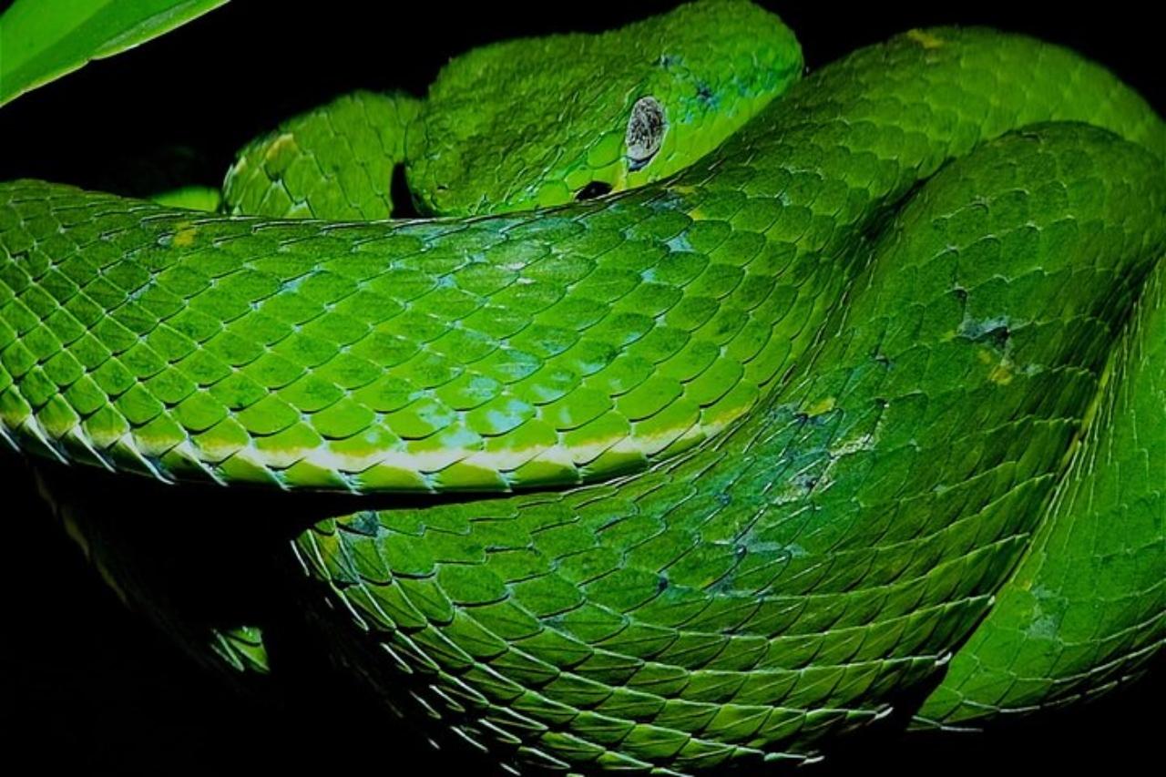 Santa Elena: Wildlife Refuge Monteverde Night Walking Tour – Puntarenas, Costa Rica