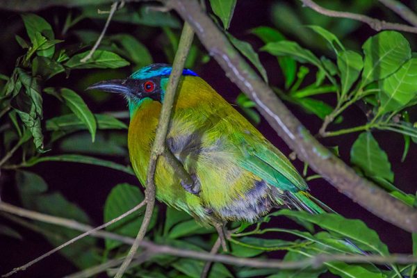 Santa Elena or Monteverde: Cloud Forest Night Walking Tour – Monteverde, Costa Rica