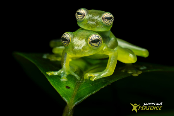 Sarapiquí: Rainforest Night Walk with Wildlife Guide – Heredia, Costa Rica