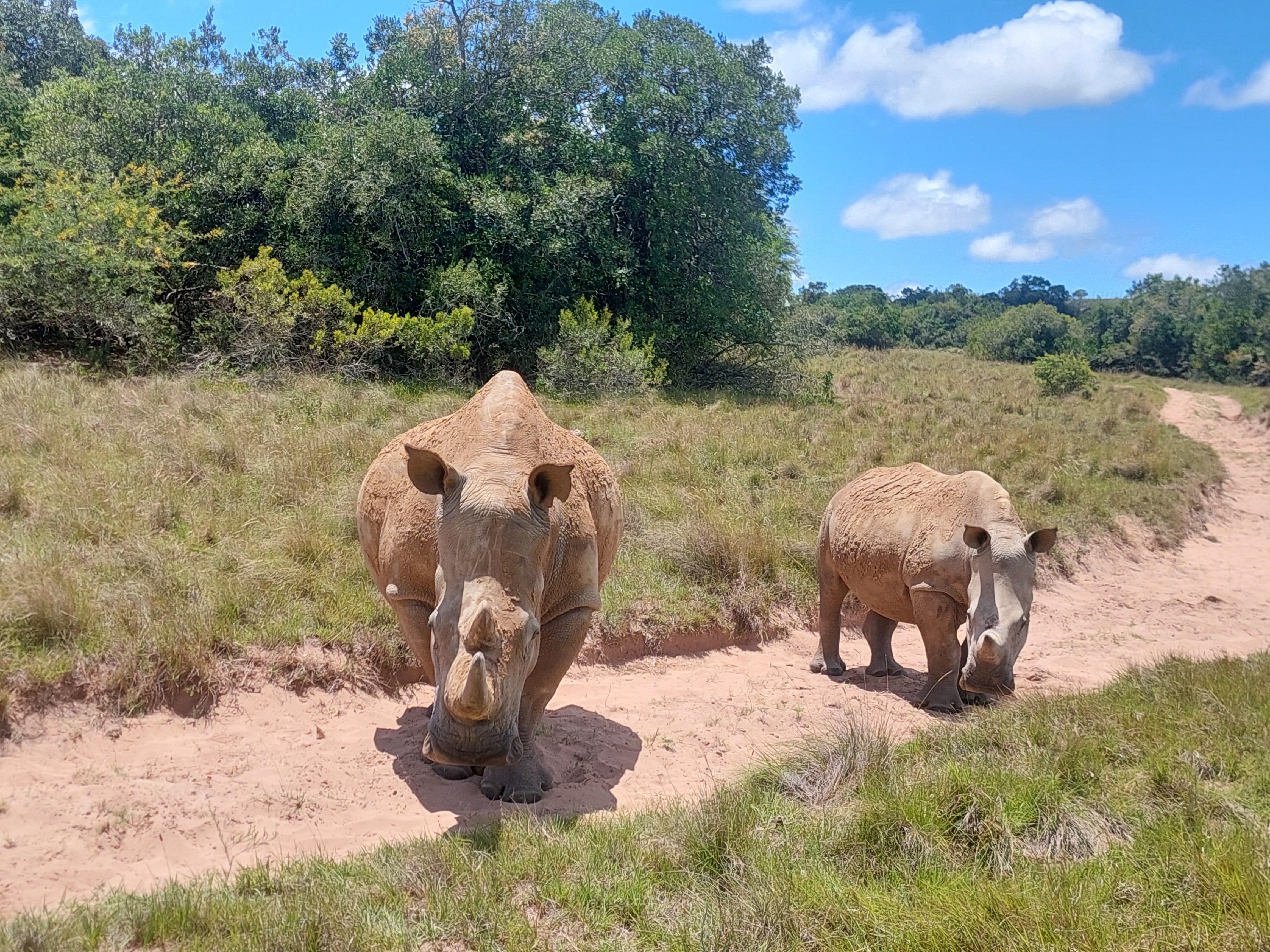 Schotia Game Drive.Safari Explore – Schotia Safaris Private Game Reserve, South Africa