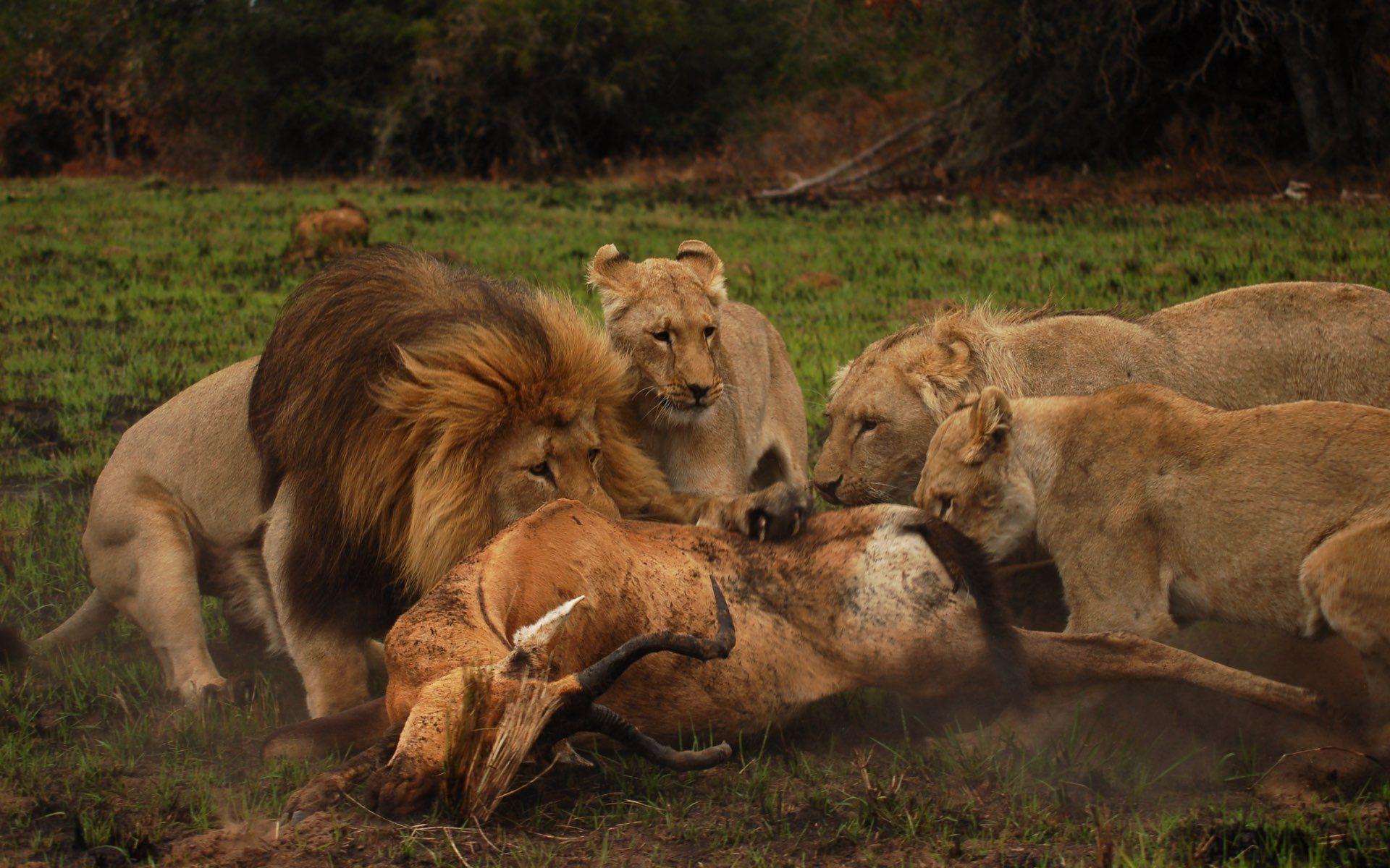 Schotia Safaris Private Reserve: Port Elizabeth – Schotia Safaris Private Game Reserve, South Africa