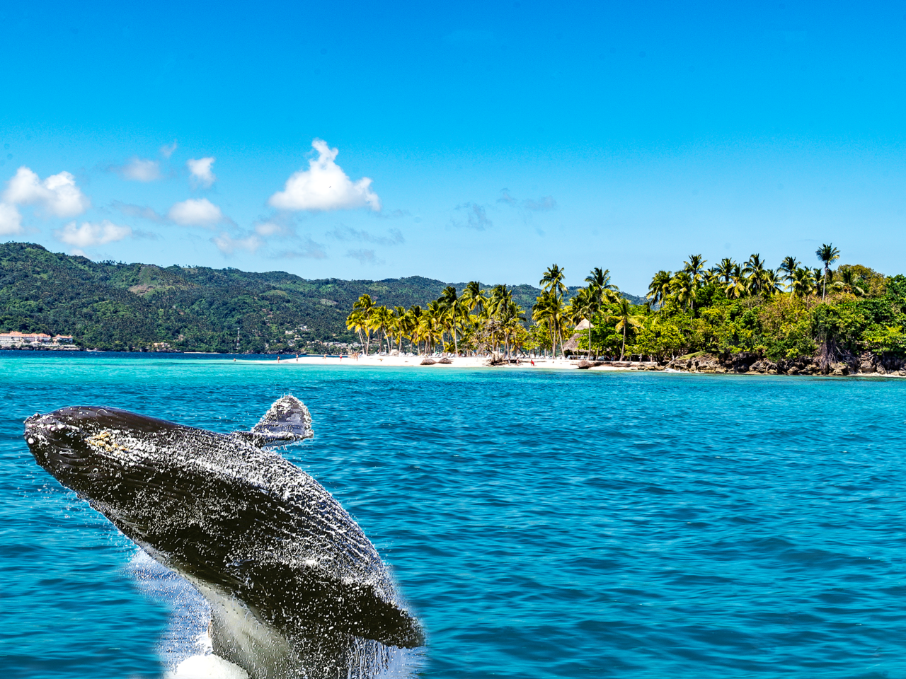Seasonal Humpback Whale Watching Experience in Samaná Bay – Samaná Bay, Dominican Republic