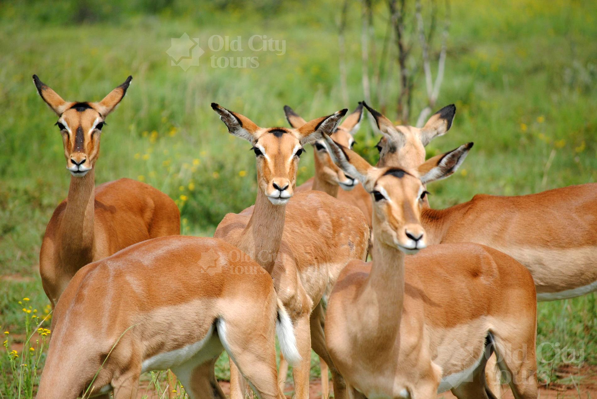 Shirvan Eco-Tour: Gazelles, Birdwatching & Village Lunch – Azerbaijan