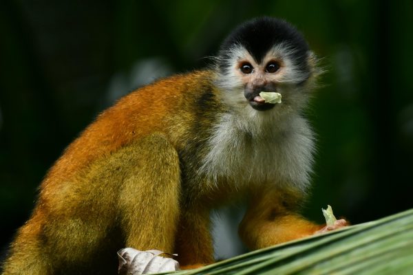 Sierpe: Family tour, mangroves, and wildlife with an expert bilingual guide – Sierpe River, Costa Rica