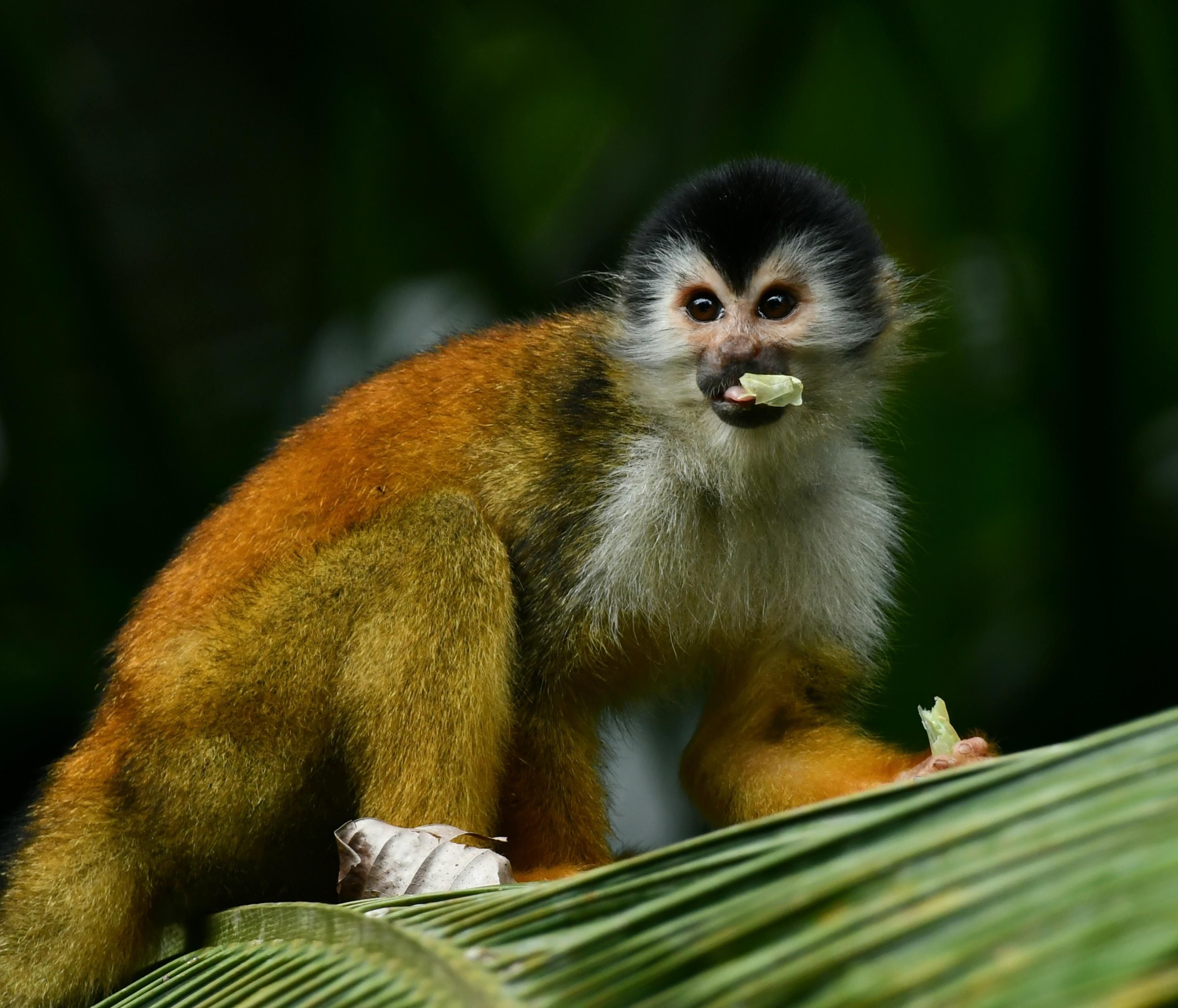 Sierpe: Family tour, mangroves, and wildlife with an expert bilingual guide – Sierpe River, Costa Rica