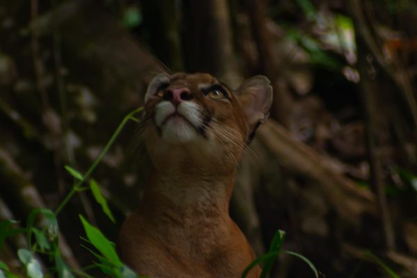 Sierpe: Hike in Corcovado National Park – Puntarenas, Costa Rica
