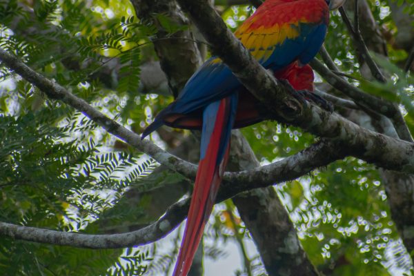 Sierpe: Jungle Wild Cruiser and Mangrove Forest Tour – Sierpe River, Costa Rica