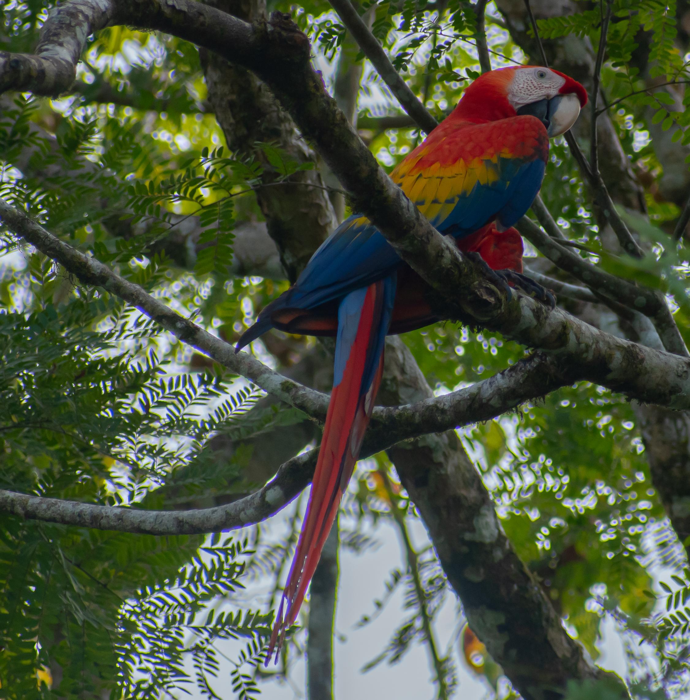 Sierpe: Jungle Wild Cruiser and Mangrove Forest Tour – Sierpe River, Costa Rica