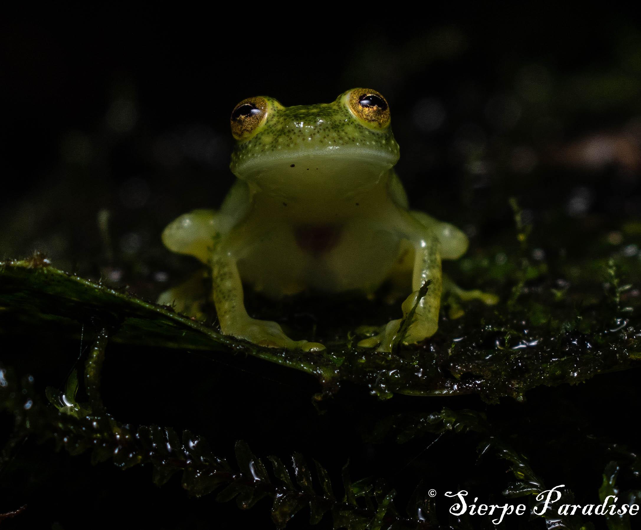 Sierpe: Night Walk Frogs and Snakes guided walking tour – Sierpe, Costa Rica