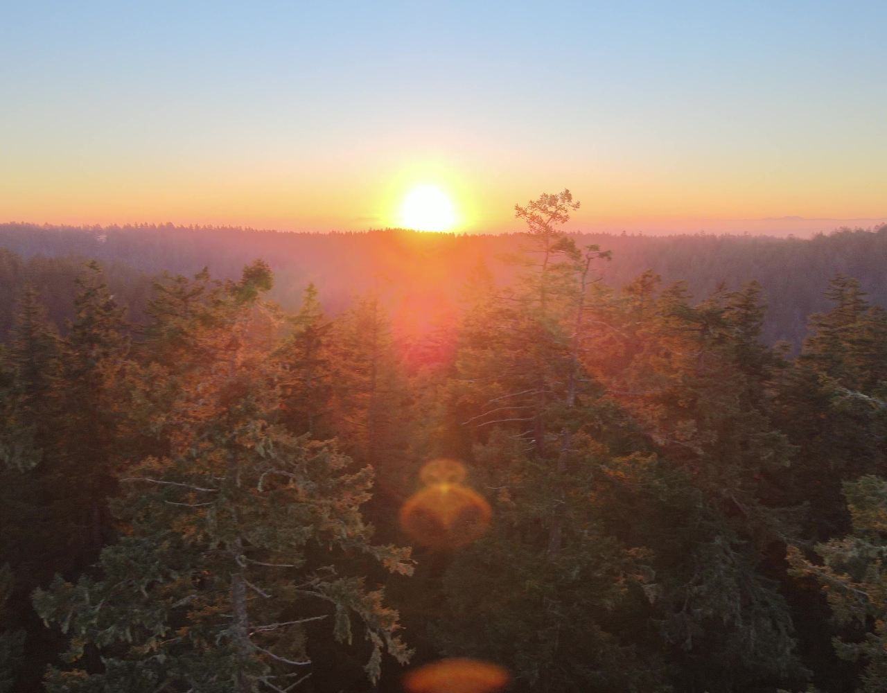 Silver Falls State Park: Tree Climbing Sunset Tour – Silver Falls State Park, Oregon