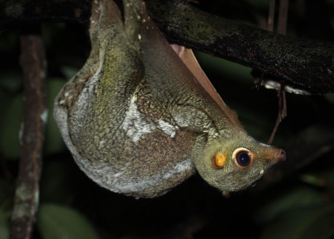 Singapore: Gliding Colugos & Wildlife, Night Nature Tour – Singapore