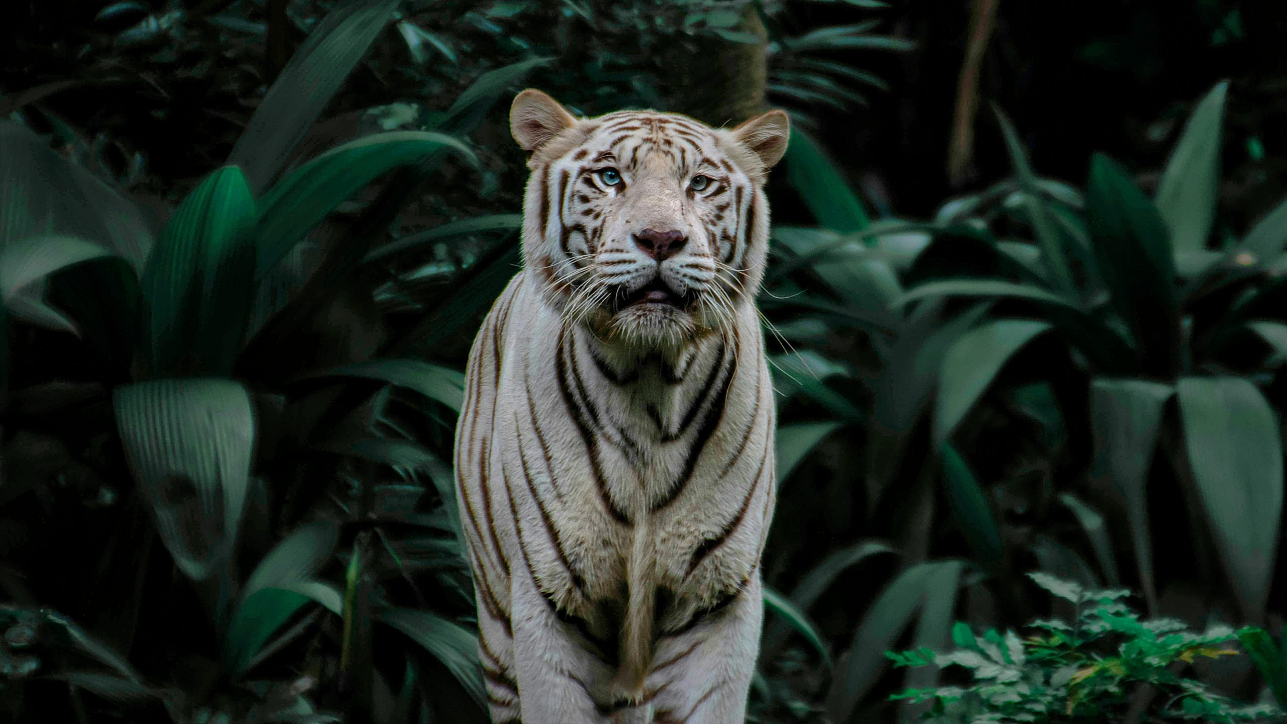 Singapore: Night Safari with Tram Ride and Private Transfer – Singapore