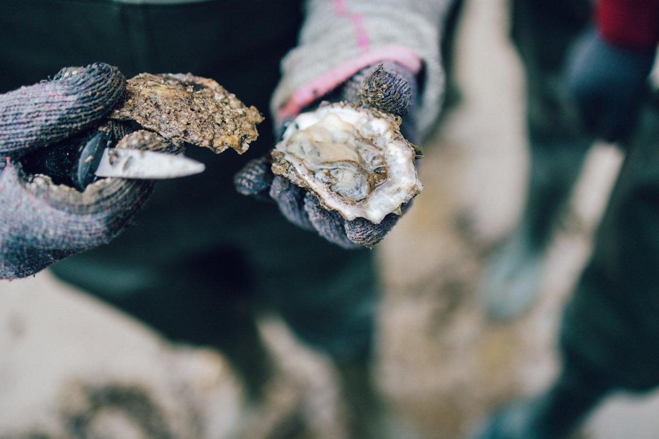 Skibby: Oyster and Blue Mussel Foraging Experience – Skibby, Denmark