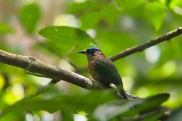 Sloth Tour, Ballena National Marine Park Hike – Uvita, Costa Rica