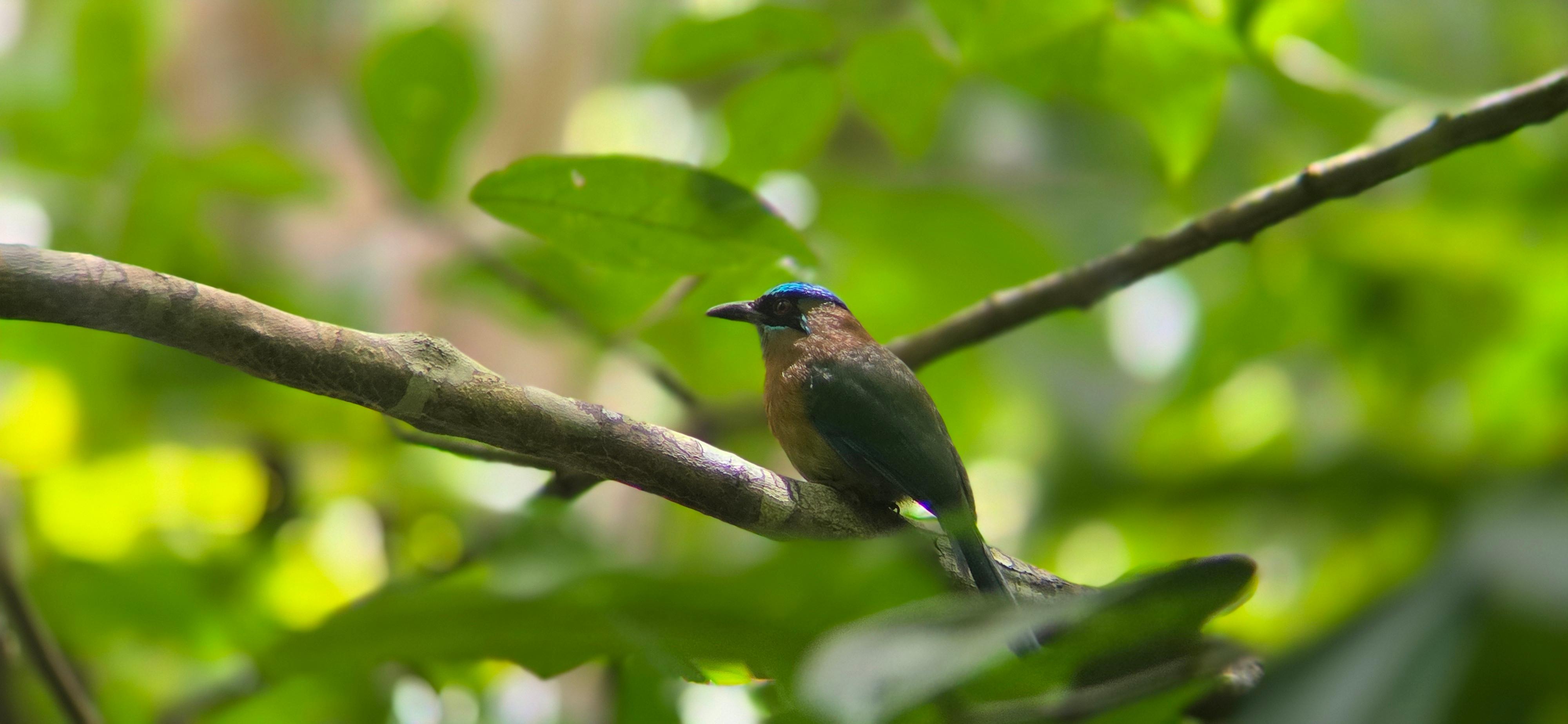 Sloth Tour, Ballena National Marine Park Hike – Uvita, Costa Rica