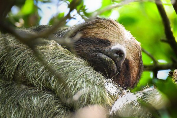 Sloth and Hanging Bridges Tour – Bijagua – Bijagua de Upala, Costa Rica