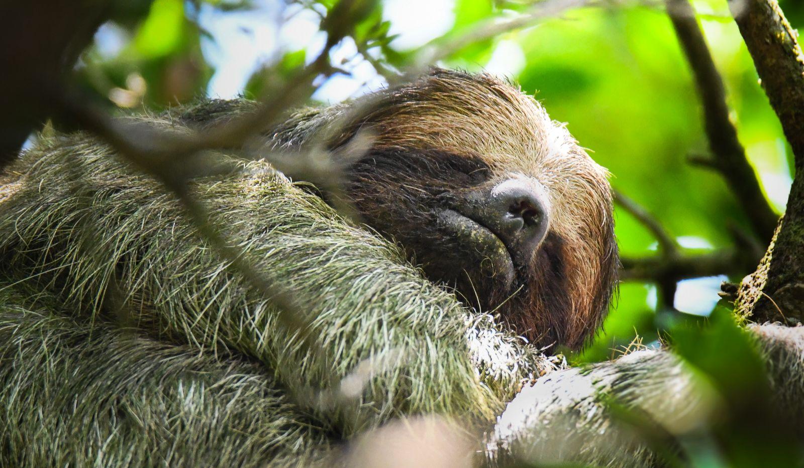 Sloth and Hanging Bridges Tour – Bijagua – Bijagua de Upala, Costa Rica