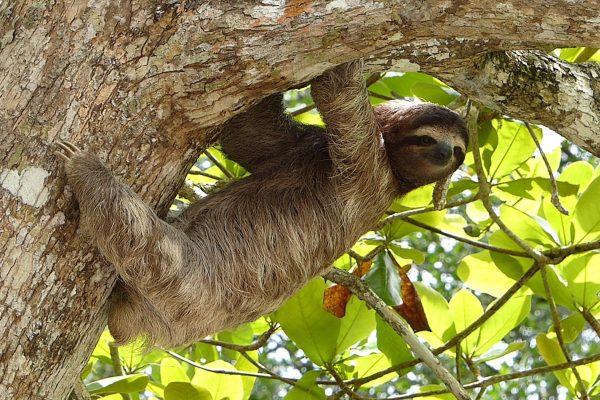 Sloth expedition and Coffee and Chocolate Tour – Tamarindo, Costa Rica